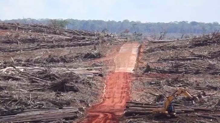 Hutan baru dibabat. Foto dari screenshot video investigasi berbagai organisasi masyarakat sipil pada 2016