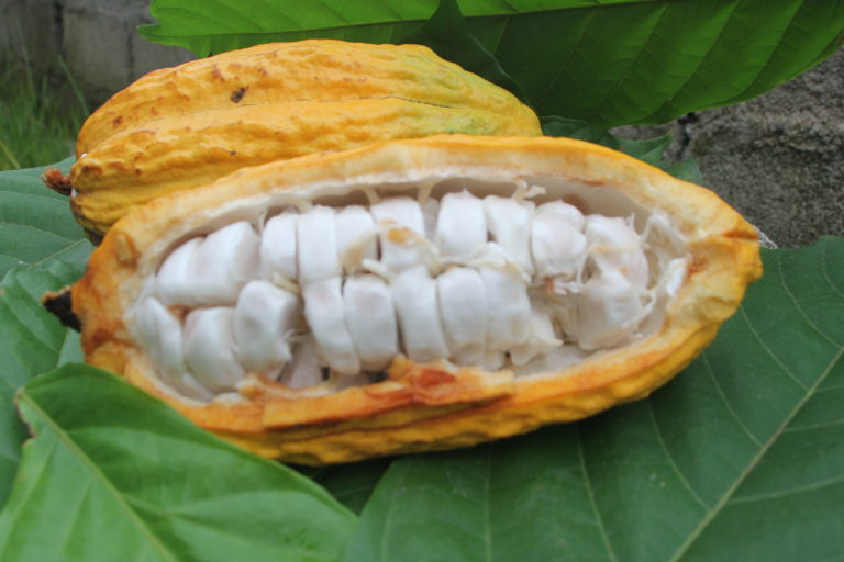 Kakao menjadi salah satu hasil produk masyarakat Dairi. Foto: Ayat S Karokaro?Mongabay Indonesia
