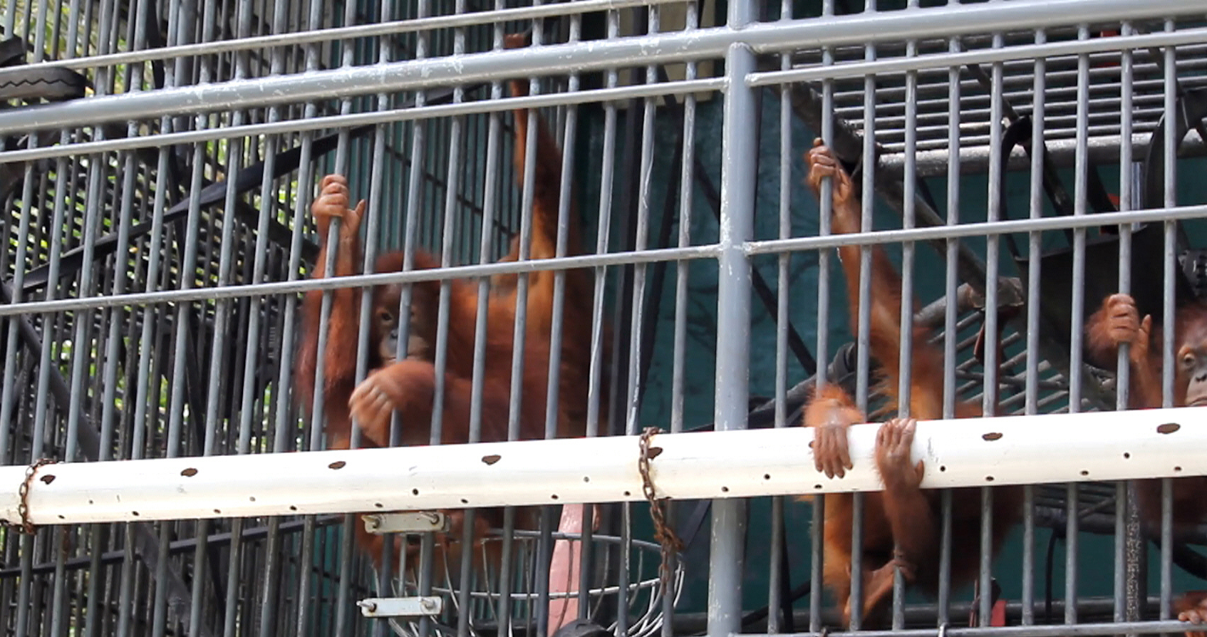 Orangutan dalam kandang sementara Karantina Orangutan Batu Mbelin. Foto: Ayat SKarokaro/ Mongabay Indonesia