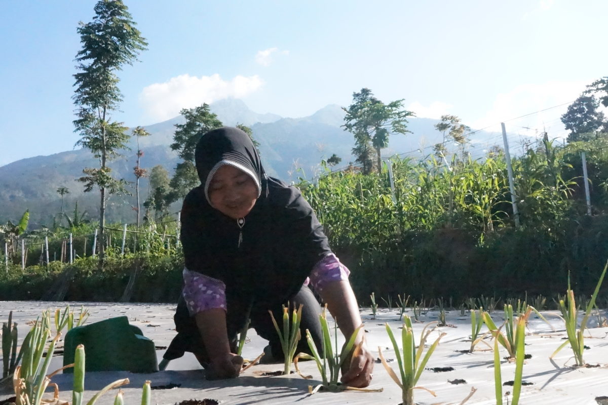 Darsih menanam sayuran organik untuk memenuhi kebutuhan pangan keluarga dan peningkatan ekonomi. Foto: Lusia Arumingtyas/ Mongabay Indonesia