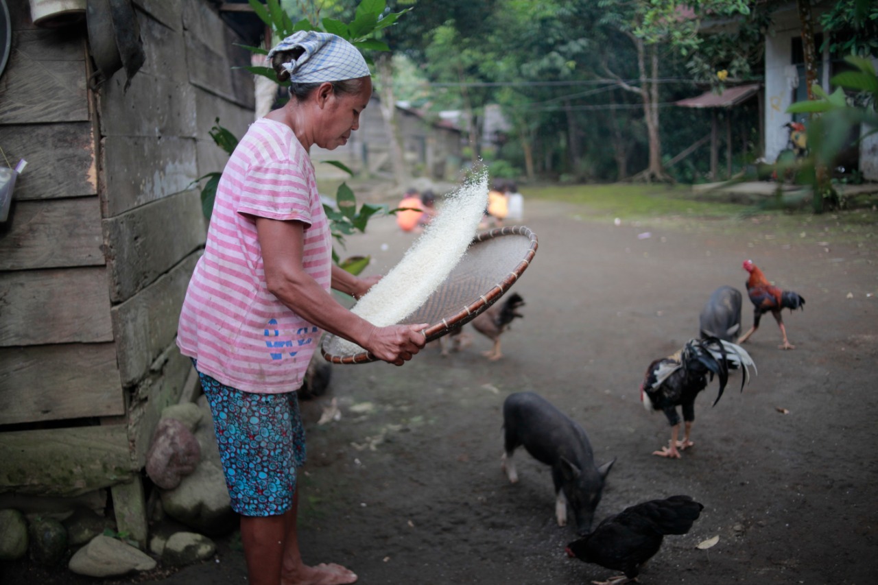 Orang Tobelo, menampi beras dari panen sendiri. Mereka tanam padi ladang untuk konsumsi sendiri. Foto: Faris Bobero/ Mongabay Indonesia