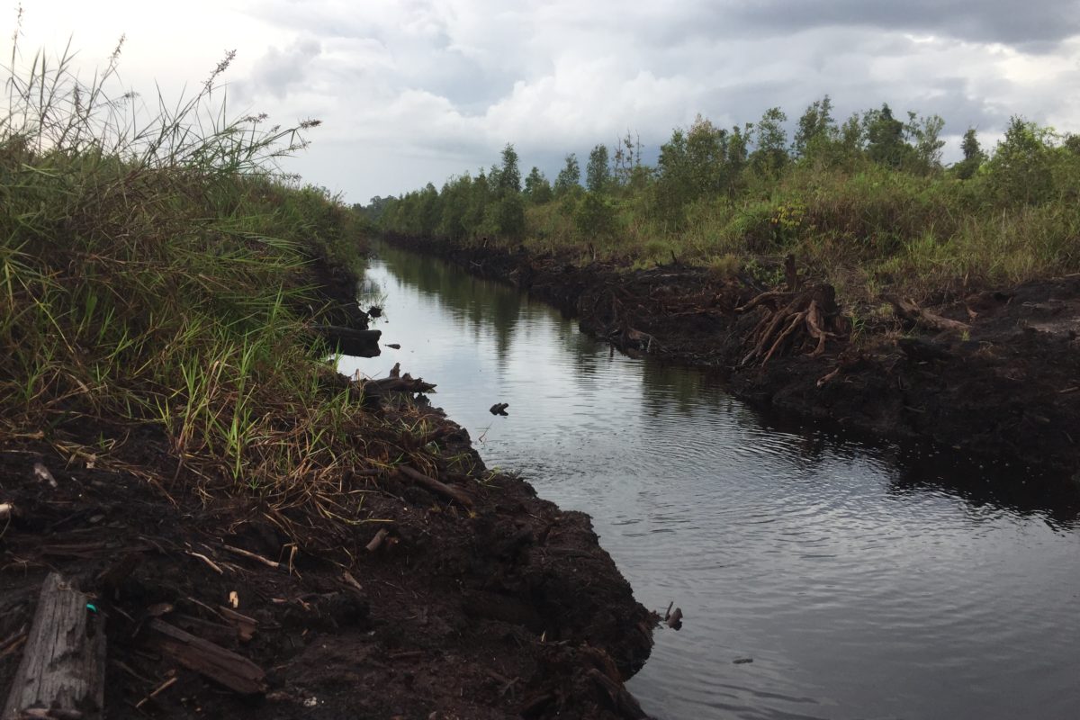 Kanal yang terkoneksi dengan sungai Kelua di areal HCV PT. STP yang tidak di bangun sekat/tabat. Sumber: dokumen Walhi Kalteng