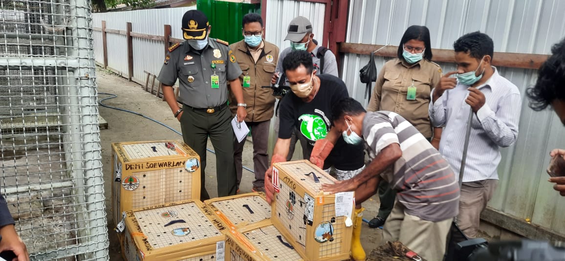 Puluhan paruh bengkok translokasi untuk lepas liar di habitat mereka. Foto: BKSDA Maluku