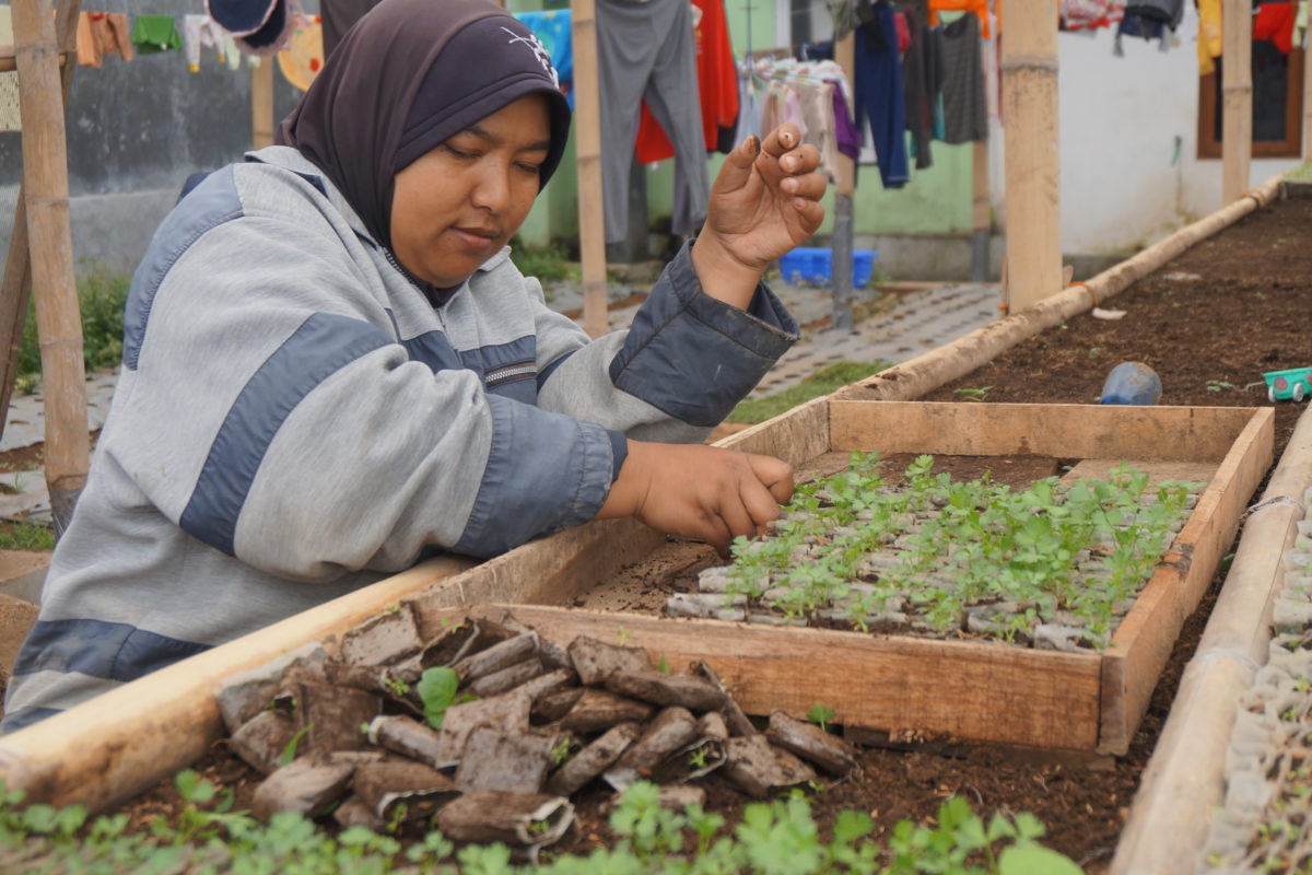 Petani sedang menyemai bibit untuk pertanian organik. Foto: Lusia Arumingtyas/ Mongabay Indonesia