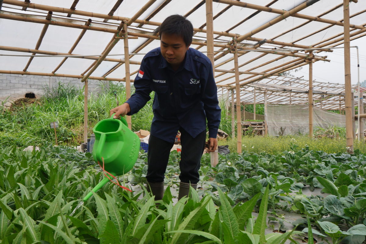 Sayur mayur organik. Foto: Lusia Arumingtyas/ Mongabay Indonesia