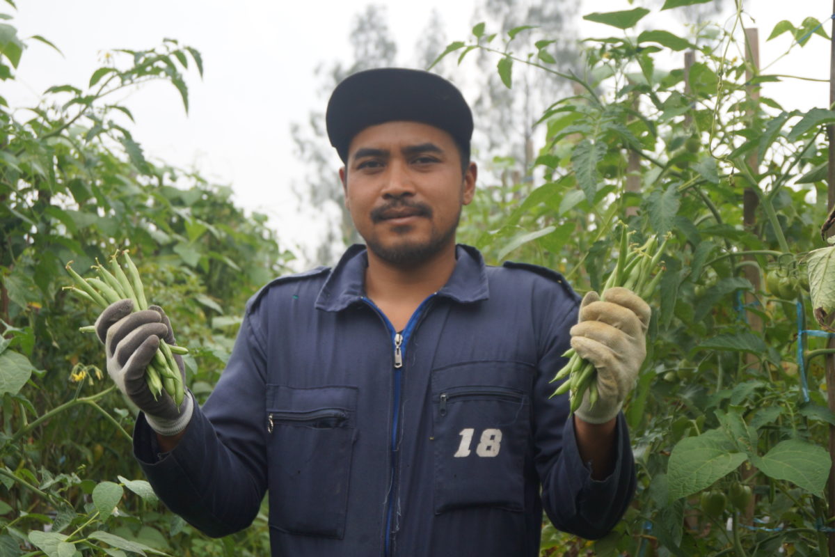 Permintaan sayuran organik meningkat di masa pandemi. Foto: Lusia Arumingtyas/ Mongabay Indonesia