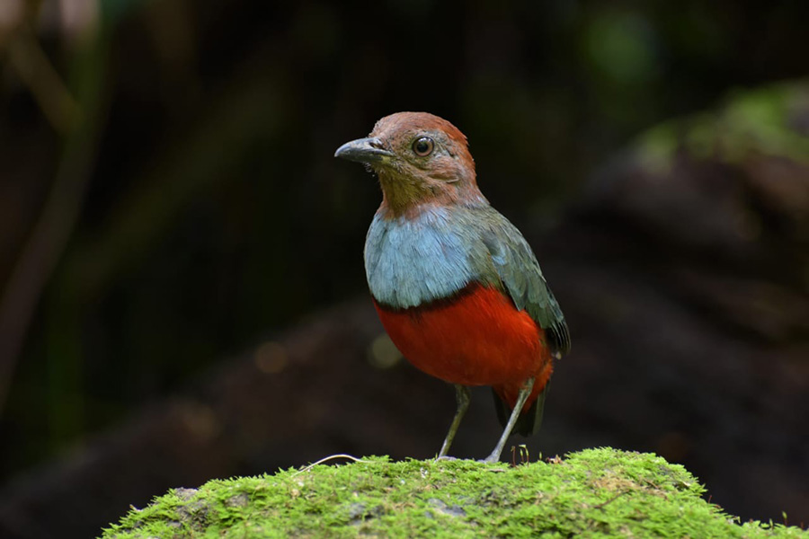 Jenis Jenis Burung Endemik Maluku Yang Harus Dilindungi