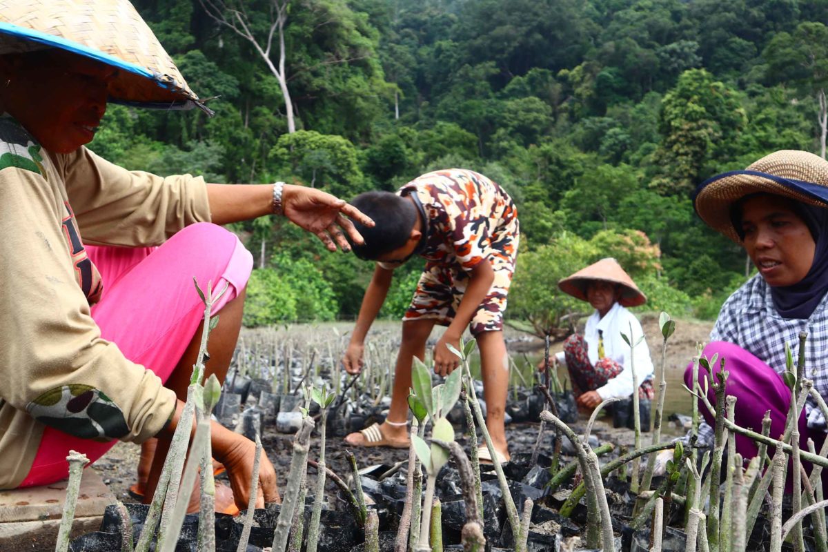 Para perempuan sedang bibitkan mangrove. Foto: Jaka HB