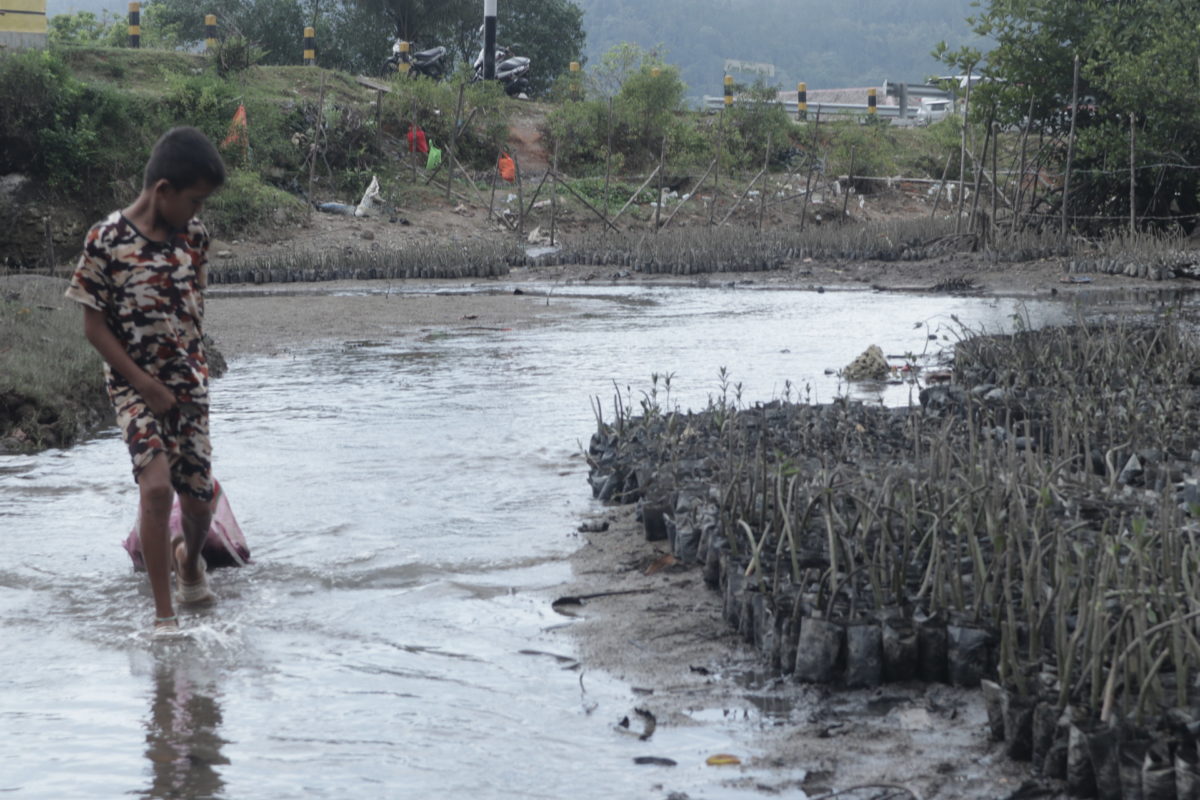 Pranaya bocah SD Sungai Pinang yang membantu membibitkan mangrove dan insentif untuk tambahan uang jajan. Foto: Jaka HB