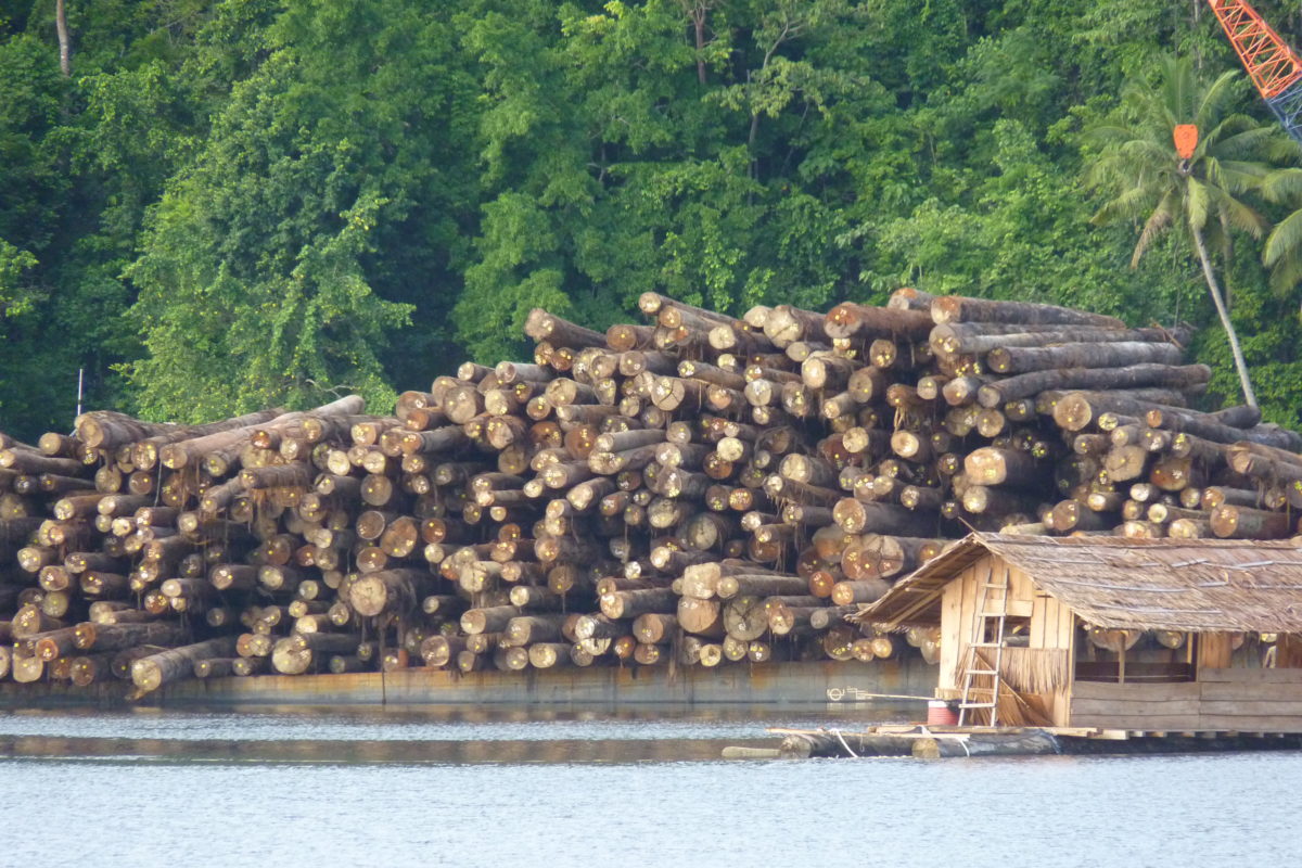 Bisnis kehutanan hasil eksploitasi dan kesulitan bagi masyarakat adat atau lokal. Foto: FWI