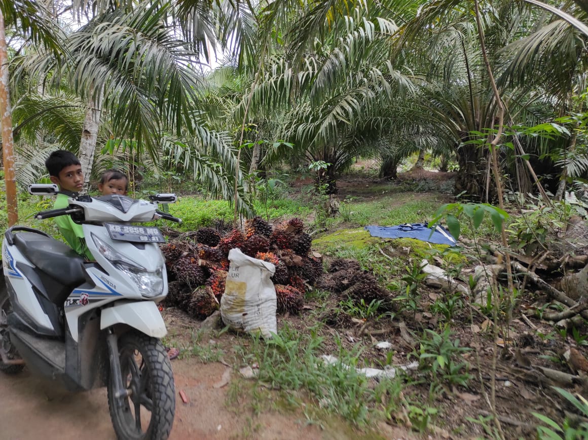 Perkebunan sawit di Kubu Raya. Para perempuan banyak jadi buruh lepas harian di bagian perawatan, yang antara lain betugas penyemprotan pupuk. Foto: Aseanty Pahlevi/ Mongabay Indonesia