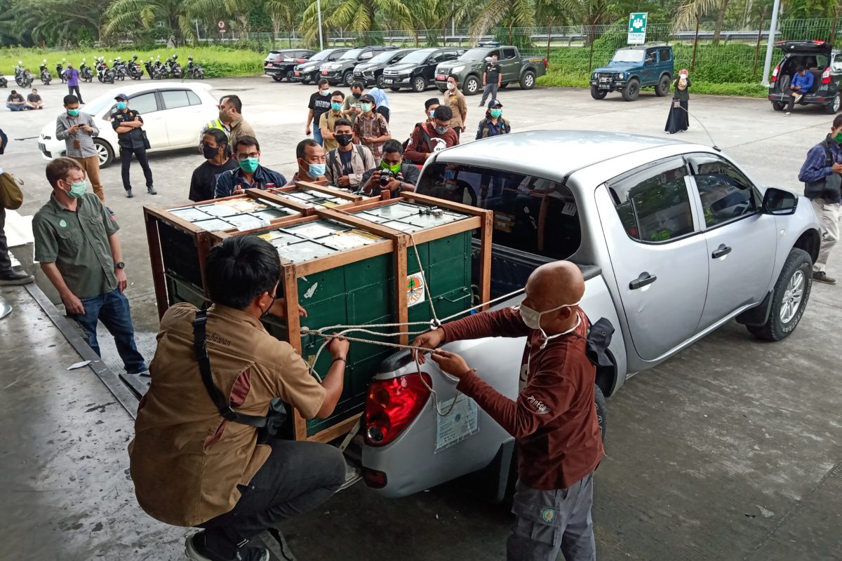 Sembilan orangutan hasil repatriasi dibawa ke Karantina Orangutan Batu Mbelin. Foto: Ayat SKarokaro/ Mongabay Indonesia
