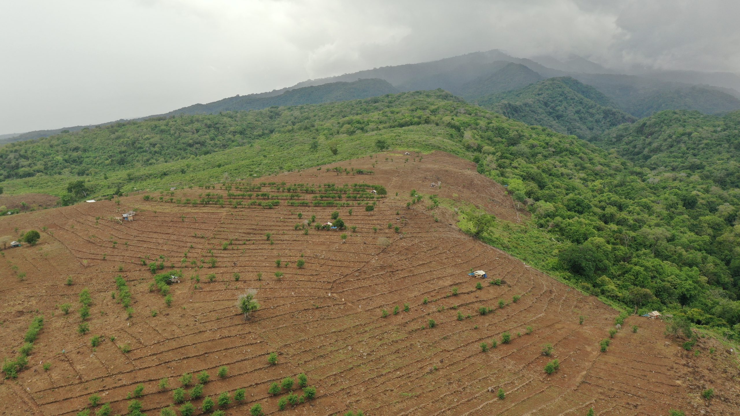 Dari penuturan warga Sambelia, kawasan ini dulunya rimbun oleh pepohonan. Tapi sekarang banyak menjadi ladang jagung. Sambelia adalah daerah di Kabupaten Lombok Timur yang hampir setiap tahun diterjang banjir badang. Foto: Fathul Rakhman/Mongabay Indonesia