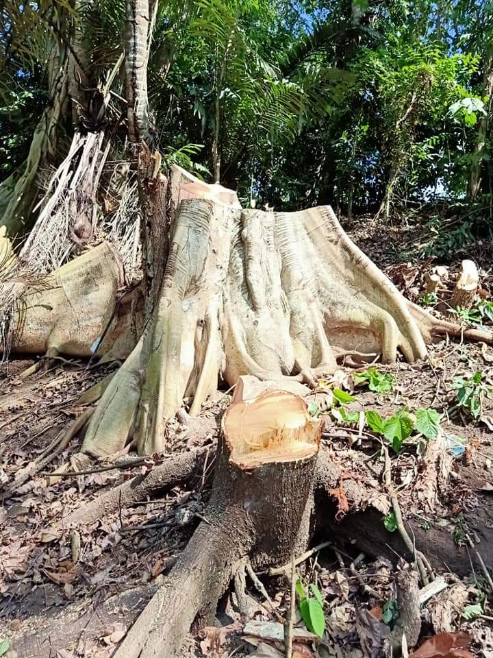 Pepohonan yang mulai ditebang untuk proyek jalan tol. Foto: Aliansi Mata Air Aerujang
