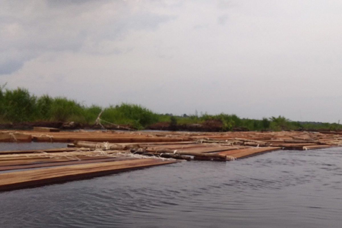 Kayu hasil pembalakan liar dari konsesi Pesona, yang keluar dari kanal dan dialirkan ke Sungai Kumpeh. Foto: Yitno Suprapto/ Mongabay Indonesia