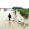 Penanaman mangrove di tepian Sungai Saroka, Saronggi, Sumenep. Kawasan ini selanjutnya akan jadi ekowisata mangrove. Foto: M Tamimi/ Mongabay Indonesia