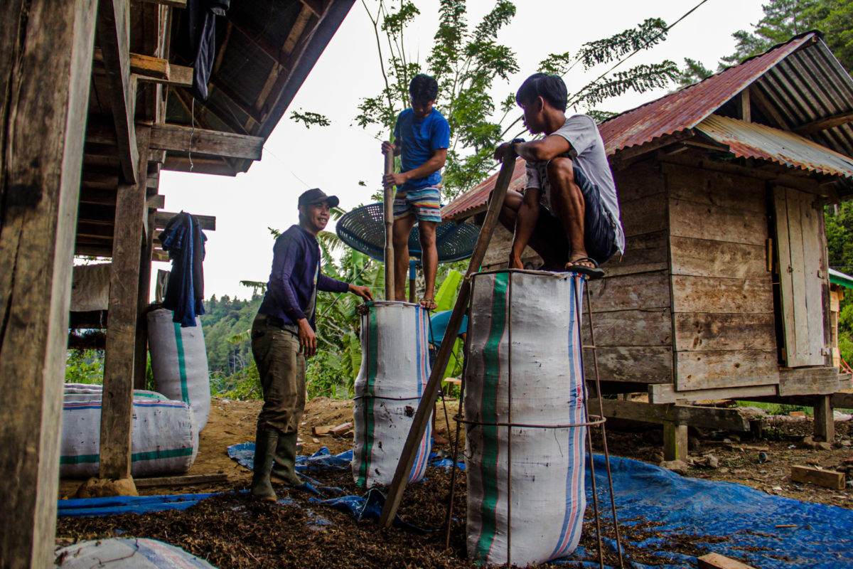 Proses pengepakan siong kering siap dipasarkan di Desa Tede. Foto: EKo Rusdianto/ Mongabay Indonesia