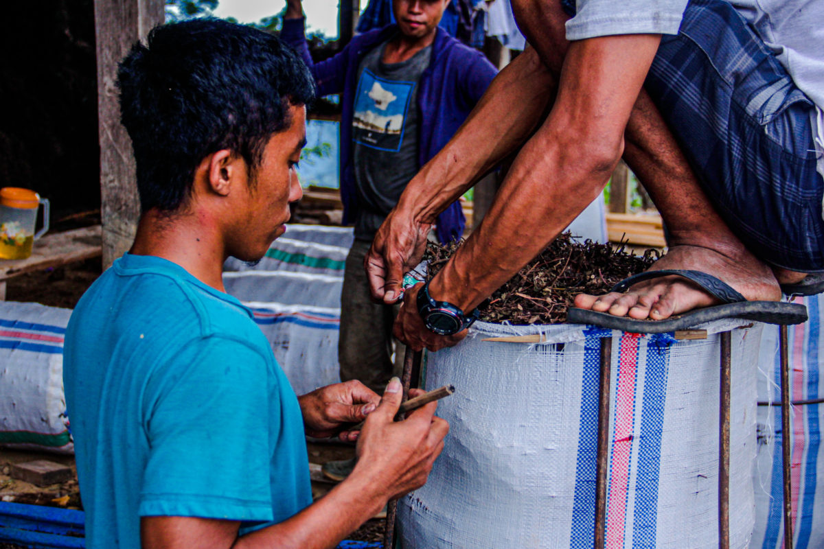 Pross pengepakan siong atau cincau hitam di Desa Tede. Foto: Eko Rusdianto/ Mongabay Indonesia