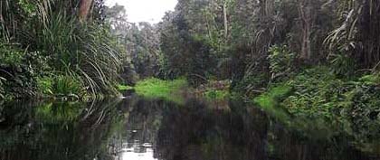 Sungai di Hutan Desa Rawa Mekar Jaya. Foto: Rawa Mekar Jaya