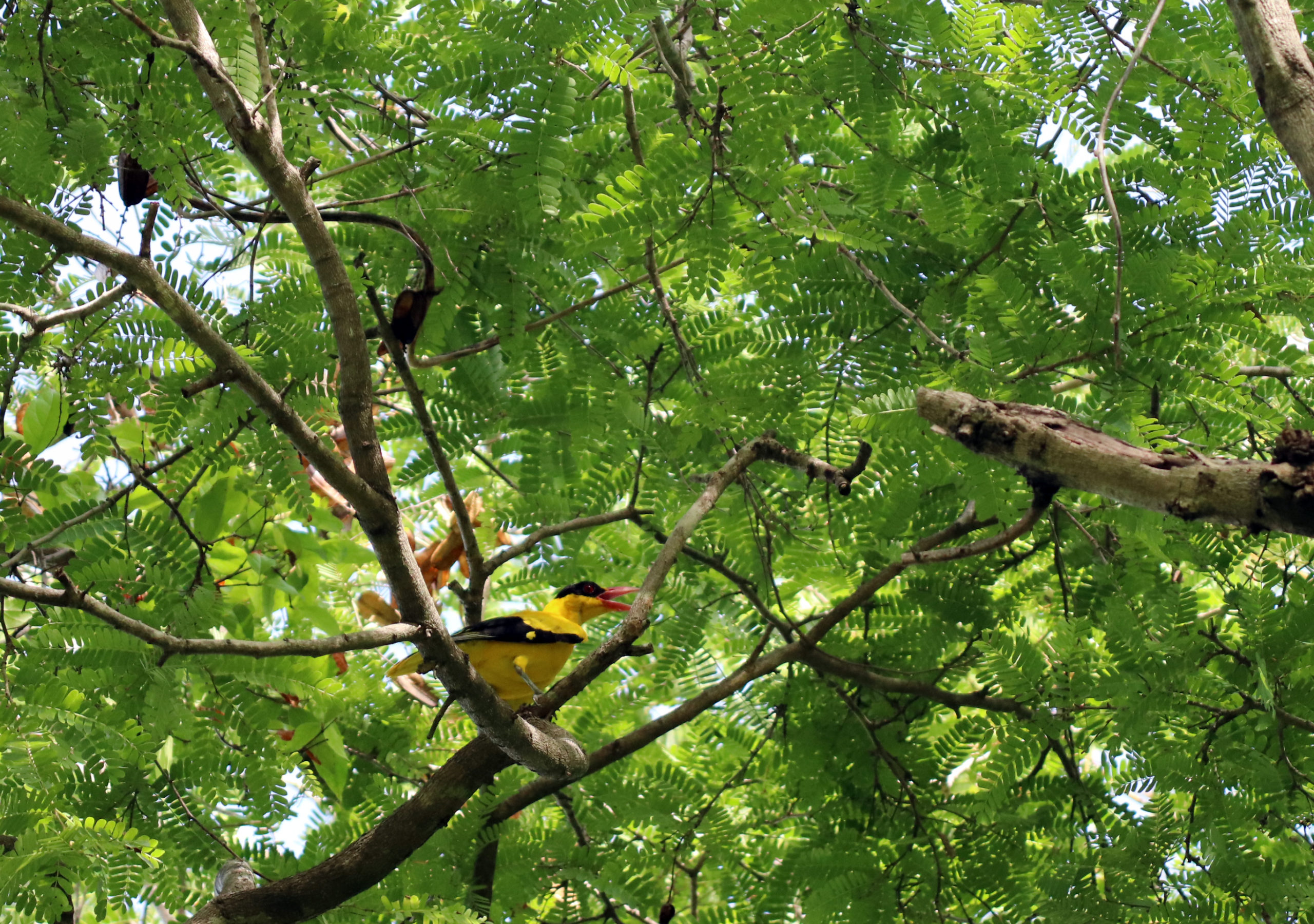 Kepodang kuduk hitam (Oriolus chinensis) masih banyak dijumpai di Pulau Moyo. Bahkan bertengger di pohon dekat ladang penduduk. Foto: Fathul Rakman/Mongabay Indonesia