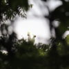 Sepasang kakatua jambul kuning hinggap di satu pohon di Pulau Moyo. Burung ini menjadi salah satu maskot Pulau Moyo dan Sumbawa. Foto: Marliana BSC Kecial Unram/Mongabay Indonesia