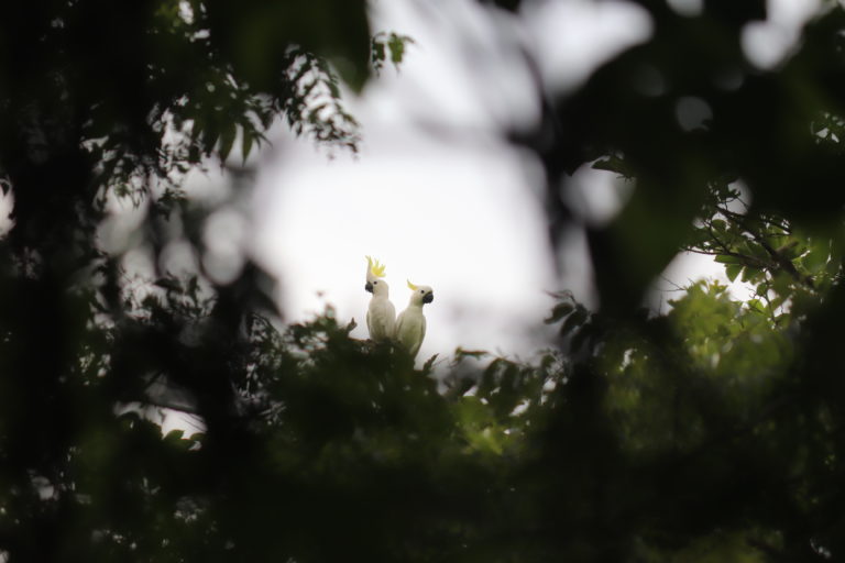 Sepasang kakatua jambul kuning hinggap di satu pohon di Pulau Moyo. Burung ini menjadi salah satu maskot Pulau Moyo dan Sumbawa. Foto: Marliana BSC Kecial Unram/Mongabay Indonesia