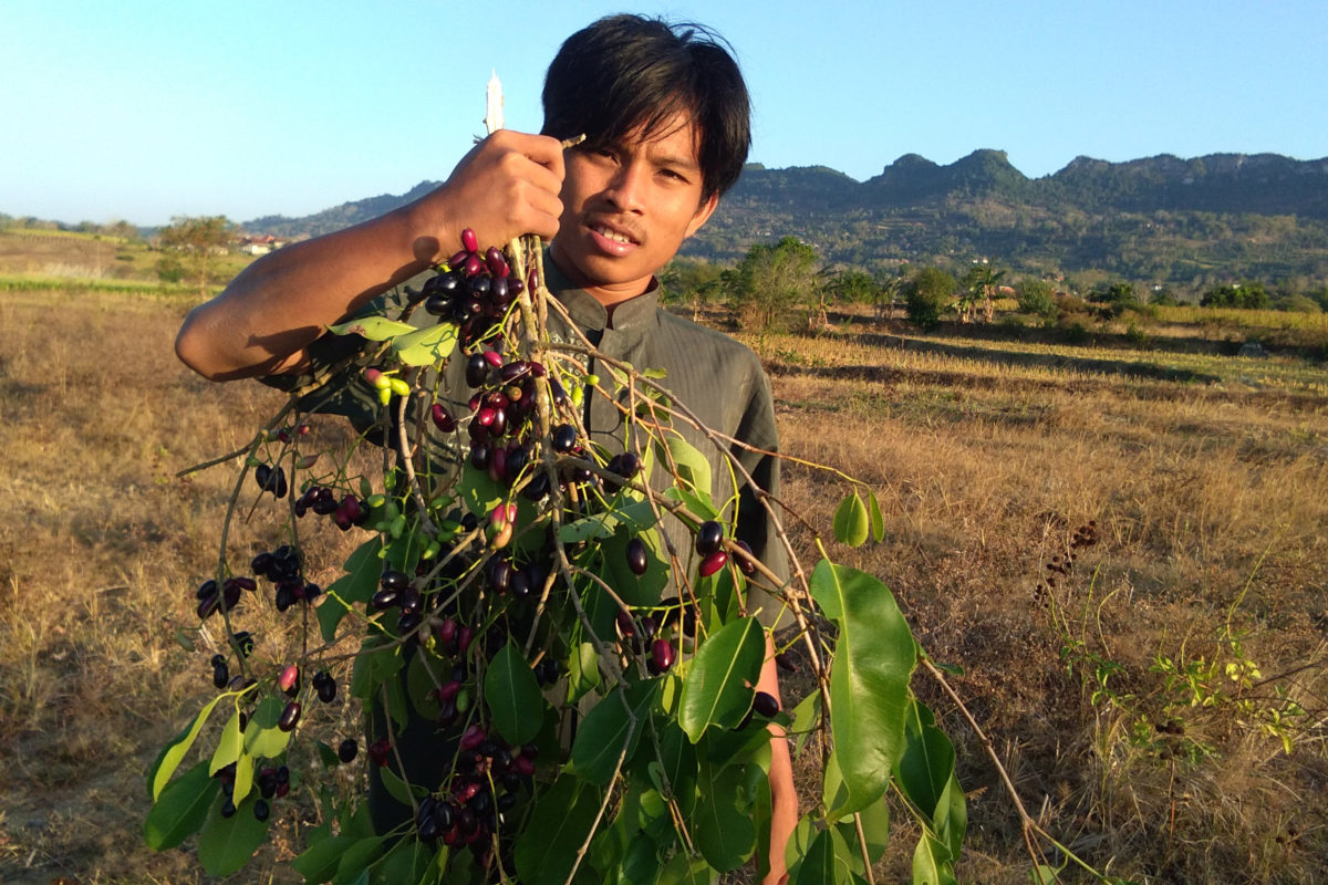 Di Madura, misal, buah jamblang biasa untuk konsumsi langsung dan daun sebagai pakan ternak. Foto: Gafur Abdullah/ Mongabay Indonesia