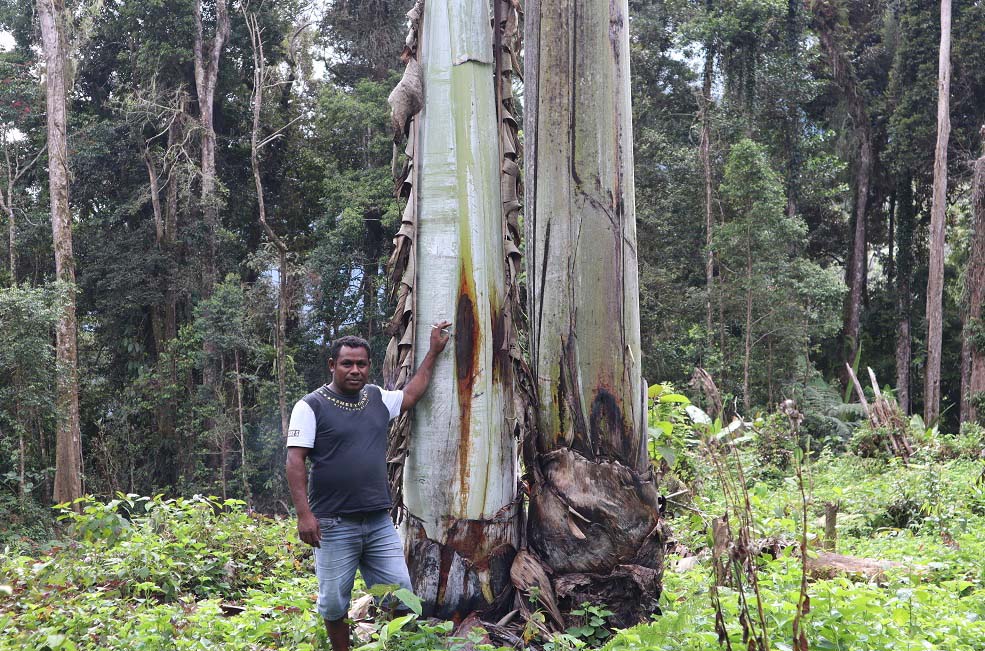 Dunia di pohon tertinggi pisang Pisang Terbesar