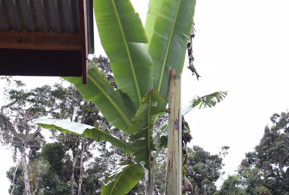 Pisang raksasa Papua. Daunnya, pelepah daun bisa sepanjang enam meter. Foto: Safwan Ashari Raharusun