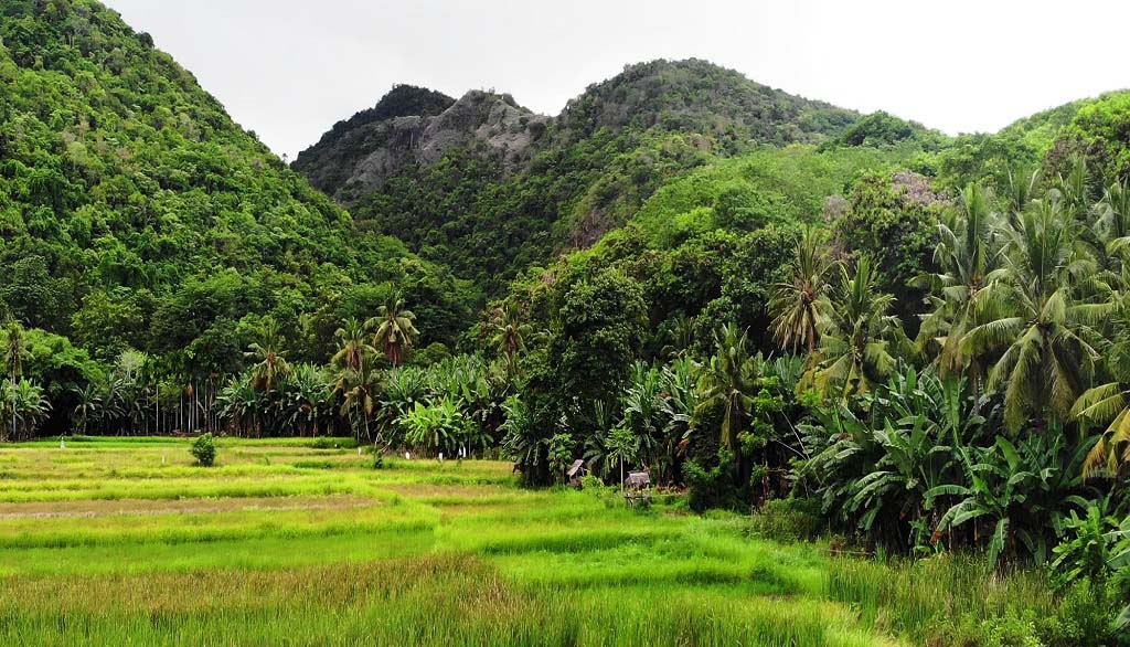 Areal persawahan di Kampung Luwuk, Desa Satar Punda, Kecamatan Lamba Leda, Kabupaten Manggarai Timur,NTT yang berada di bawah perbukitan bekas tambang mangan. Foto : Ebed de Rosary/Mongabay Indonesia.