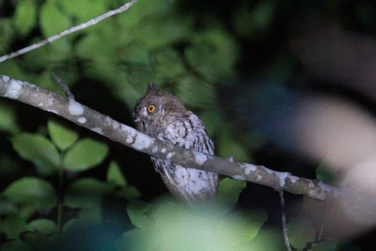 Celepuk Maluku, satu jenis burung hantu yang mendiami hutan di Pulau Moyo. Foto: Fathul Rakhman/Mongabay Indonesia