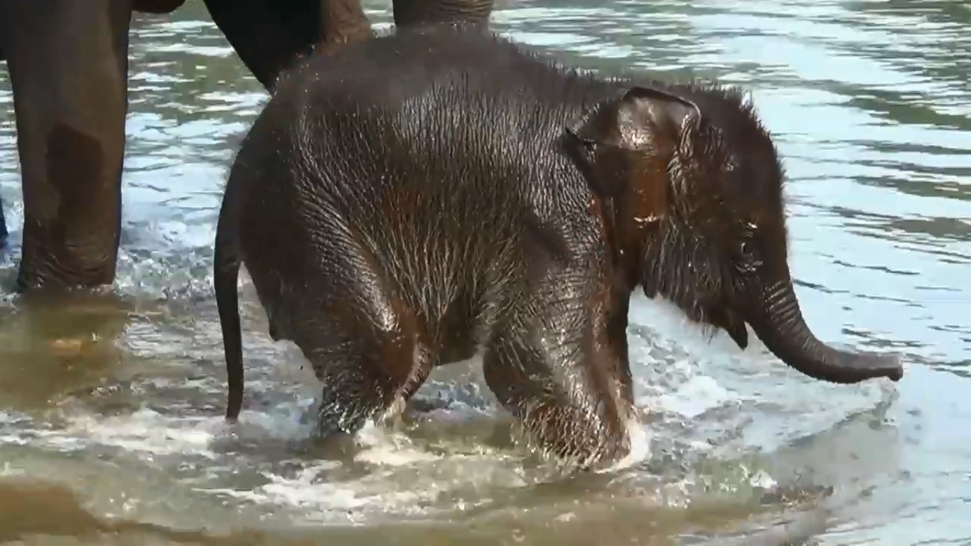 Satu anak gajah lahir, menambah populasi yang terus berkurang. Foto: Ayat S Karokaro/ Mongabay Indonesia