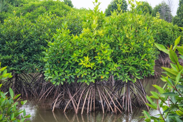 Hutan mangrove yang terancam berbagai hal seperti jadi tambak maupun penebangan liar. Foto: Ayat S Karokaro. Mongabay Indonesia
