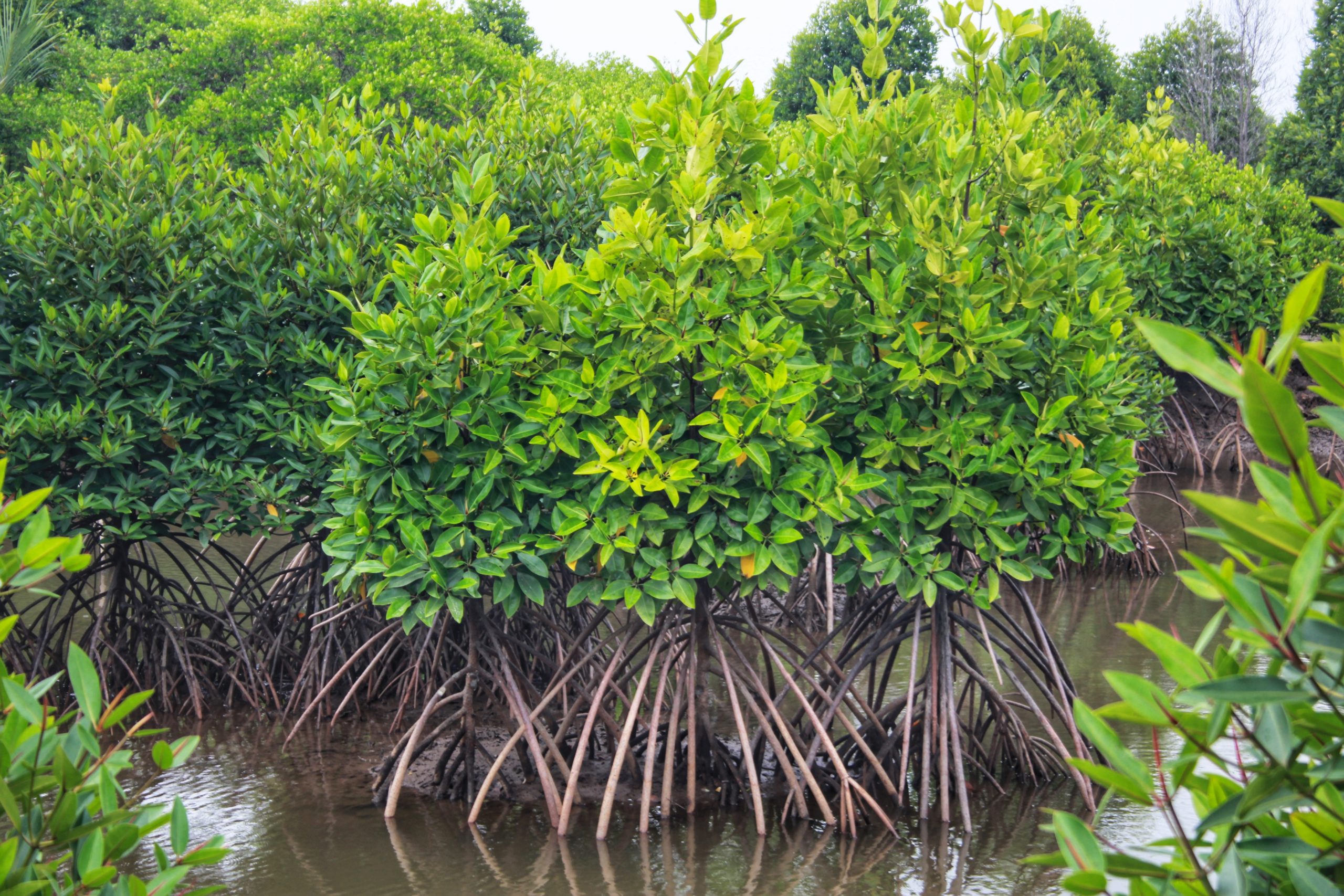 Rehabilitasi mangrove mulai dilakukan kelompok tani yang diketuai Samsul. Bibit-bibit mangrove kecil itu, perlahan mulai tumbuh besar dan kuat. Foto: Ayat S Karokaro/ Mongabay Indonesia