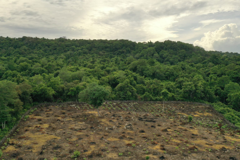 Pembukaan lahan baru bertambah di Pulau Moyo. Di kawasan hijau dalam foto ini adalah rumah bagi puluhan jenis burung di Pulau Moyo. Foto: Fathul Rakhman/Mongabay Indonesia