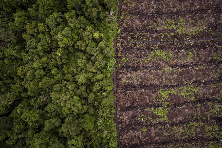 Belasan juta hektar hutan dan lahan di Indonesia, sudah jadi kebun sawit dan itu belum cukup? Foto: Rhett Butler/ Mongabay