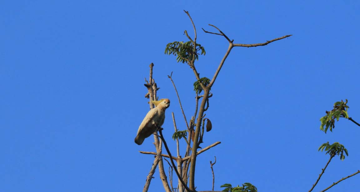 Jambul kuning yang terancam punah di Masakambing, dengan populasi sekitar 25 ekor. Foto: BKSDA Jawa Timur Wilayah IV Pamekasan.