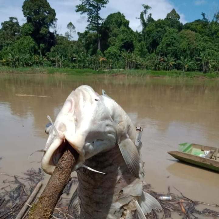 Ikan mati di Sungai Malinau. Foto: dari Facebook Rosiena Kila, warga Malinau 