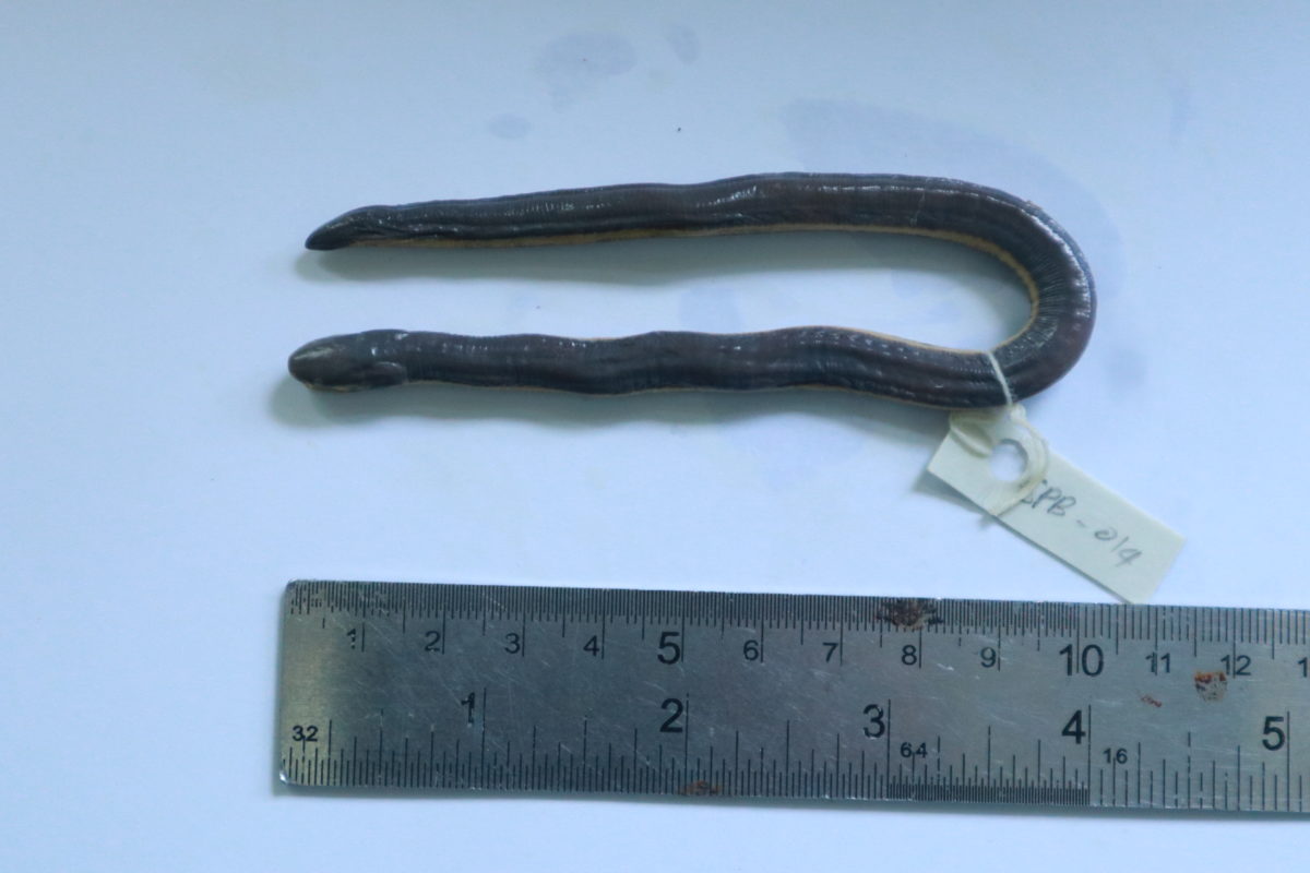 Elongate Caecilian, Ichthyophis elongatus Taylor, 1965 yang merupakan endemik Sumatera Barat. (Foto oleh: Jaka HB)