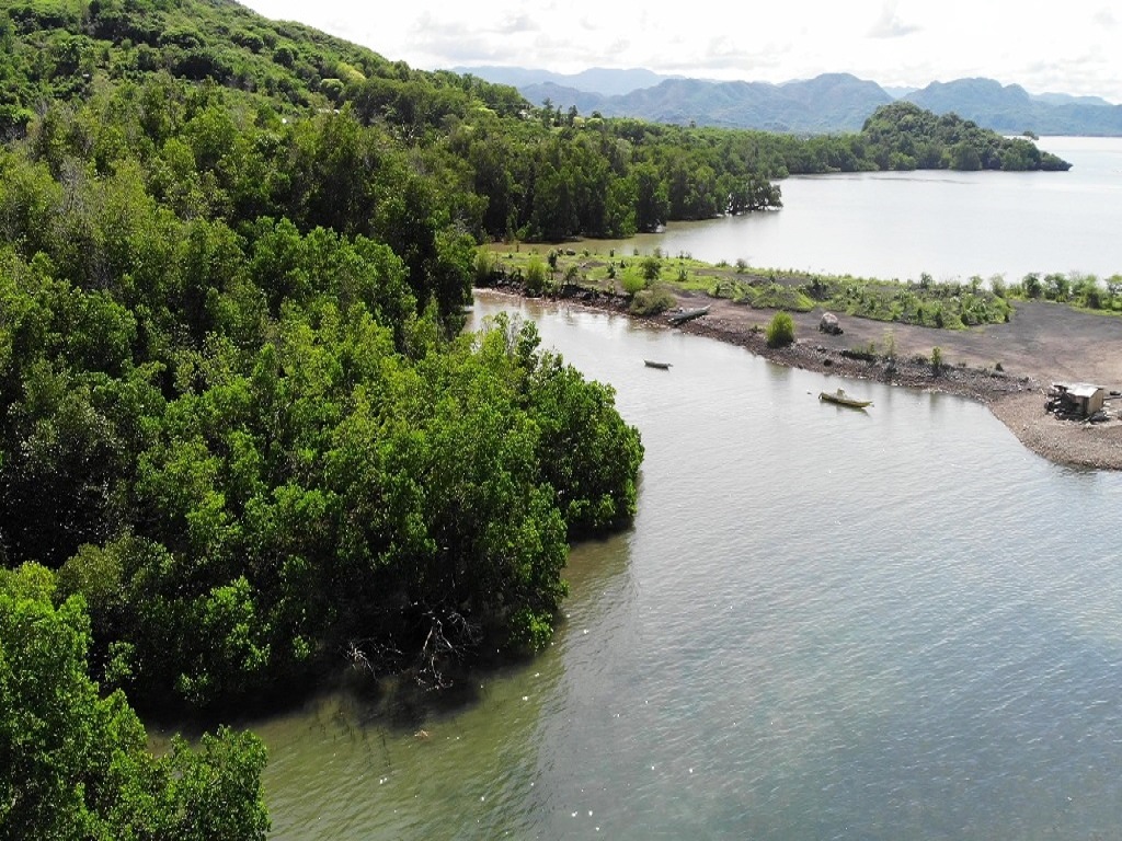 Hutan mangrove di kedua sisi bekas dermaga mangan di Kampung Serise Desa Satar Punda,Kecamatan Lamba Leda,Kabupaten Manggarai Timur,NTT. Foto : Ebed de Rosary/Mongabay Indonesia.