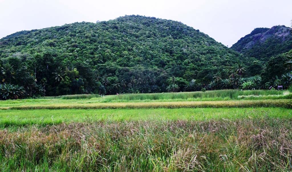 Areal perswahan di Kampung Luwuk, Desa Satar Punda,Kecamatan Lamba Leda,Kabupaten Manggarai Timur,NTT yang dibiarkan terlantar akibat krisis air akibat dampak tambang mangan. Foto : Ebed de Rosary/Mongabay Indonesia.