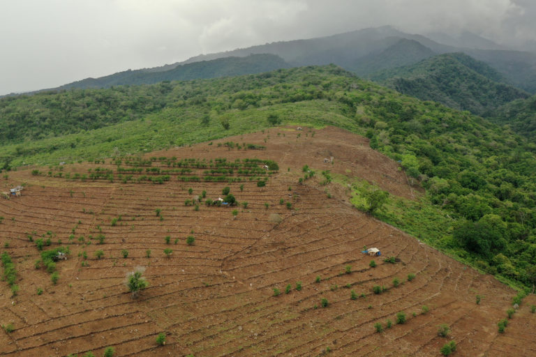 Lahan yang baru ditanami jagung dan padi di Sambelia, Kabupaten Lombok Timur. Setiap tahun kawasan hutan yang dibuka untuk pertanian semakin luas. Sambelia adalah daerah yang paling sering dilanda banjir di Pulau Lombok. Foto: Fathul Rakhman/Mongabay Indonesia