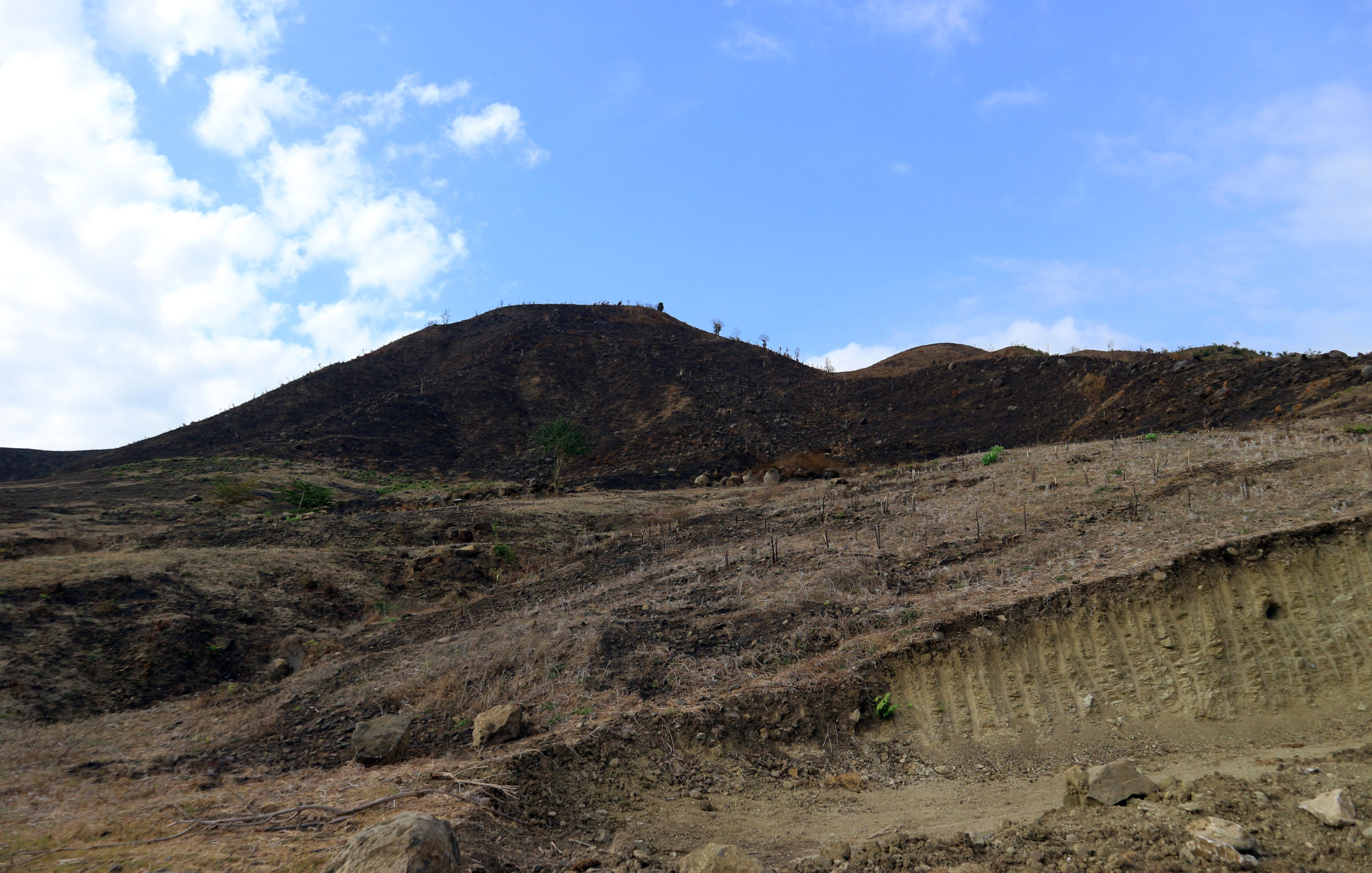 Bukit-bukit di Sekotong, Lombok Barat, nyaris tak bersisa. Pohon besar ditebang, berganti jagung dan padi. Sebagian lahan yang digunduli itu adalah kawasan hutan di bawah KPH Pelangan Tastura. Foto: Fathul Rakhman / Mongabay Indonesia