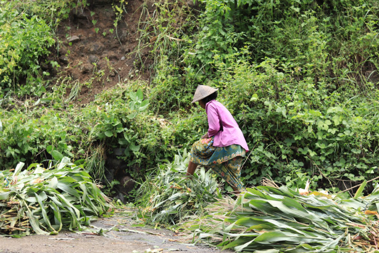 Seorang perempuan pengembala mengumpulkan batang jagung untuk ternaknya. Jagung yang ditanam ada di atas lahan PT ITDC dan lahan milik investor. Ketika lahan itu dipakai untuk pariwisata, petani jaguung kehilangan pekerjaan, begitu juga para pengembala/peternak. Foto: Fathul Rakhman / Mongabay Indonesia