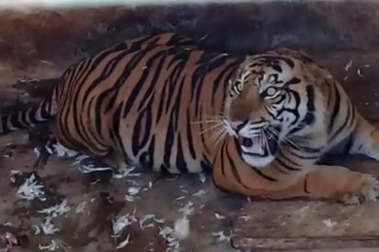 Harimau Sro, setelah sekitar tiga bulan perawatan sudah siap lepas liar. Kini Suro sudah hidup bebas di TNG:. Foto: Ayat S Karokaro/ Mongabay Indonesia