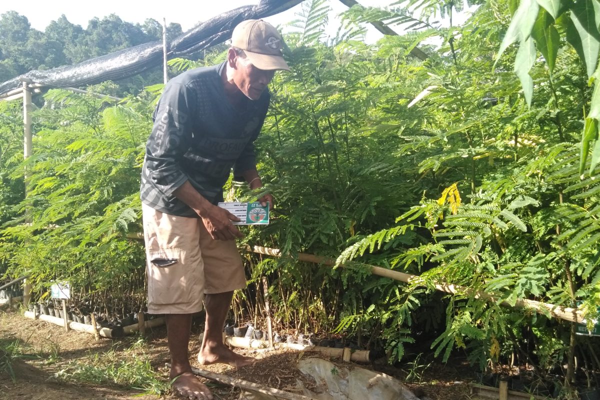Sugianto menyemai aneka tanaman kayu dan buah-buahan untuk mereboisasi kawasan hutan yang dikelola kelompok Tani Hutan (KTH) Maju Mapan. . Foto: Eko Winto/ Mongabay Indonesia