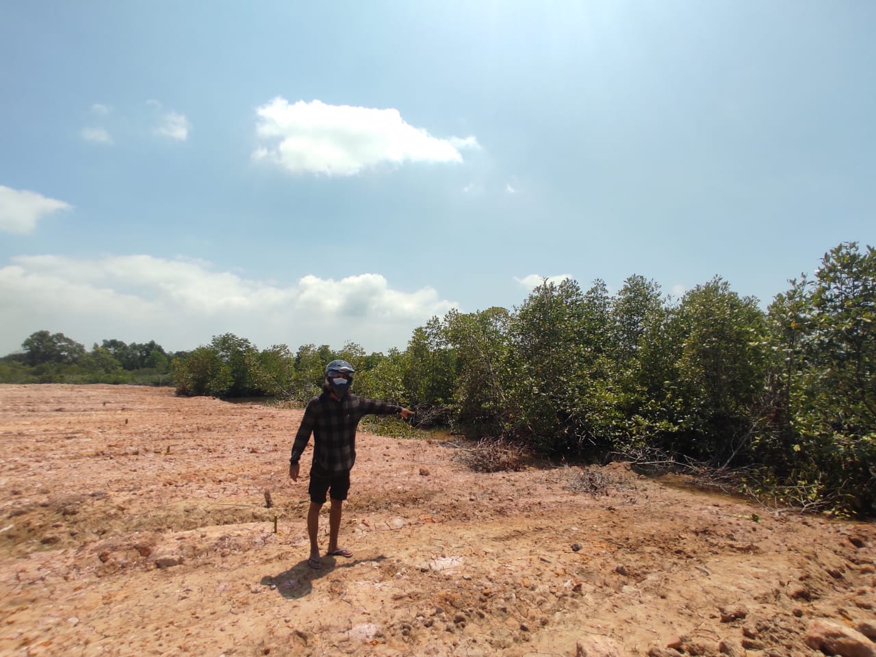 Pegiat Akar Bhumi memperlihatkan mangrove yang belum lama mereka rehabilitasi sudah tertimbun proyek pemukiman. Foto: Yogi E Sahputra/ Mongabay Indonesia