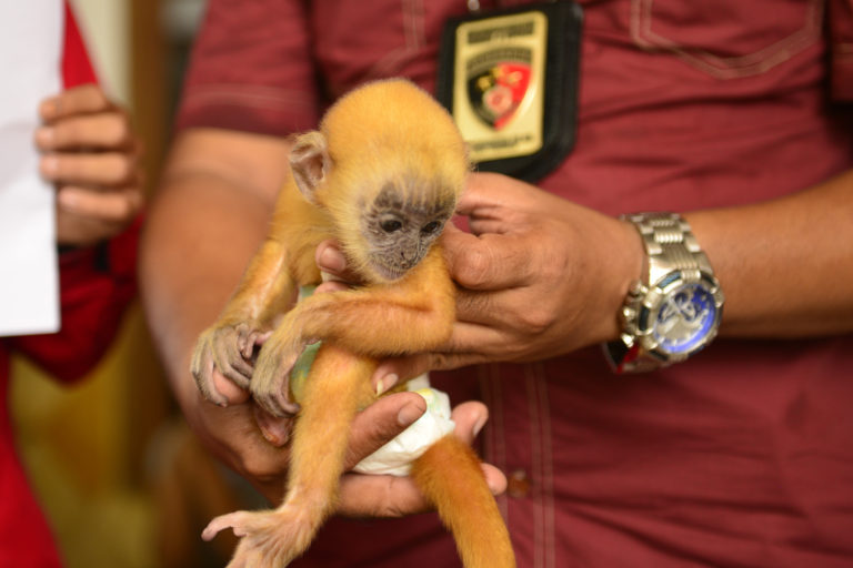 Bayi lutung Jawa ini stres dan mati....Foto: COP