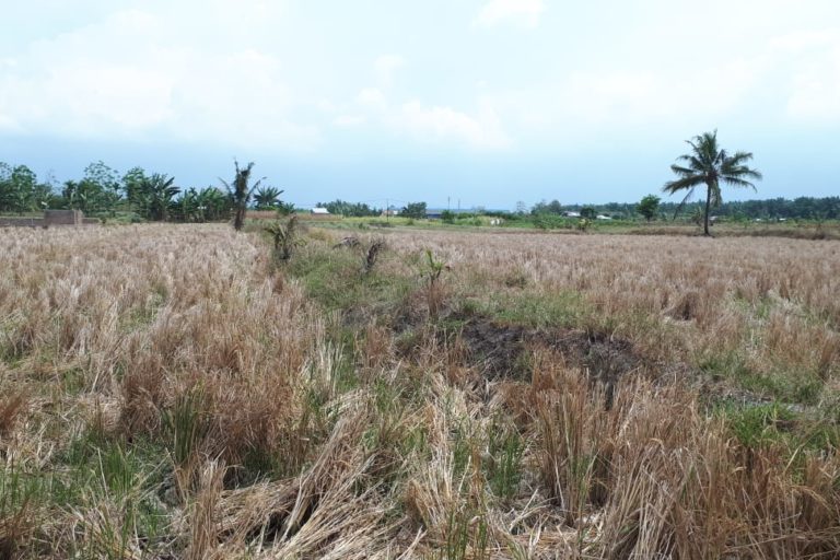 Masyarakat Adat Tanah Penunggu, baru panen padi. Foto: Ayat S Karokaro/ Mongabay Indonesia