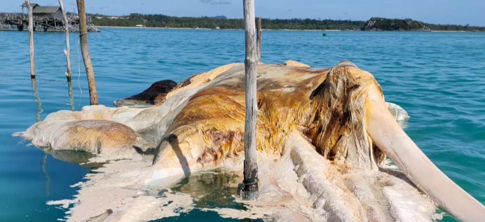 Bangkai paus yang ditemukan di Perairan Natuna. Warga di Natuna menduga itu bangkai gajah mine, satwa besar laut yang dipercaya ada oleh warga Natuna. Foto: Yogi ES/Mongabay Indonesia